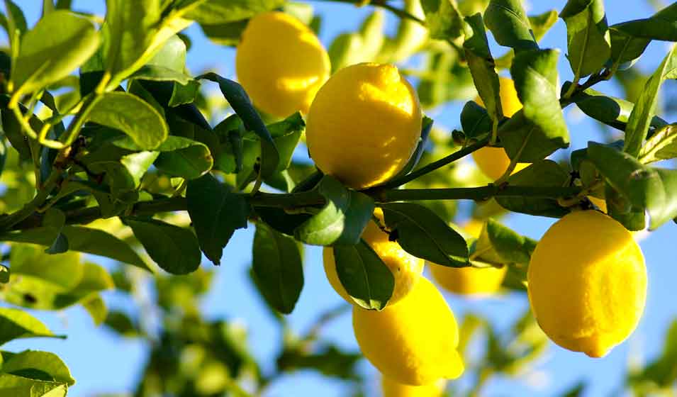 Parfum d'habitacle au citron